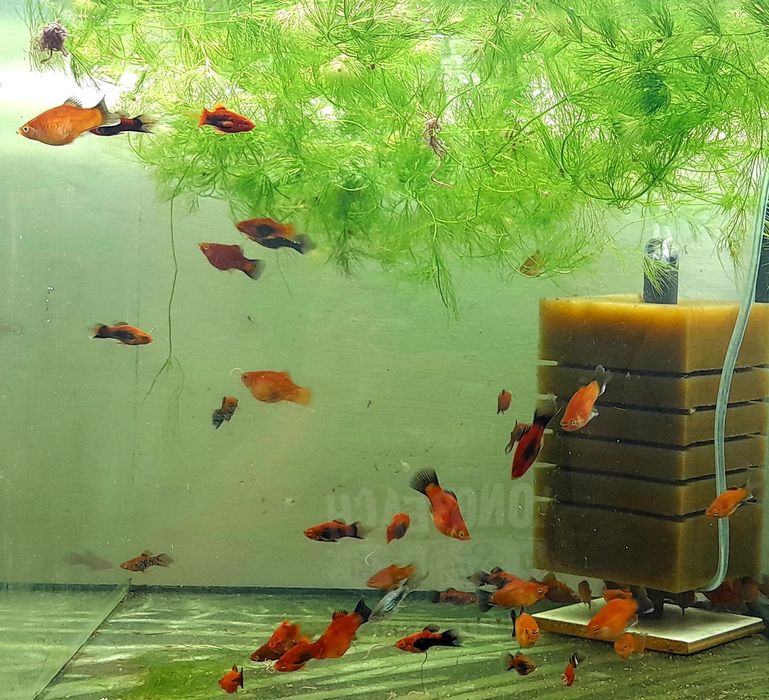 Пецилія акваріумна рибка