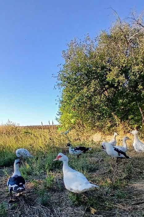 Продам индоуток.