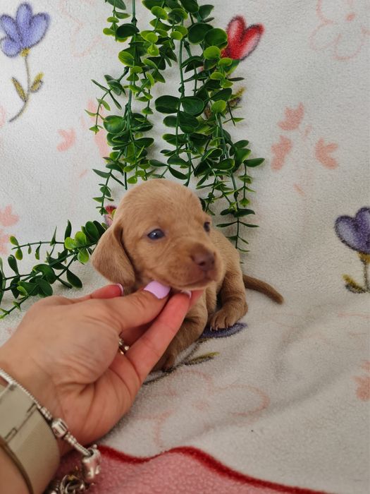 Estupendo macho Teckel cor rara de Qualidade