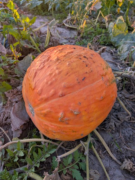 Dynia olbrzymia halloween