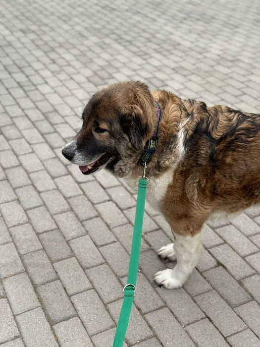 Bobo samiczka szuka swojego człowieka