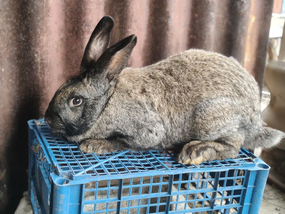 Кролики полтавського срібла і панон