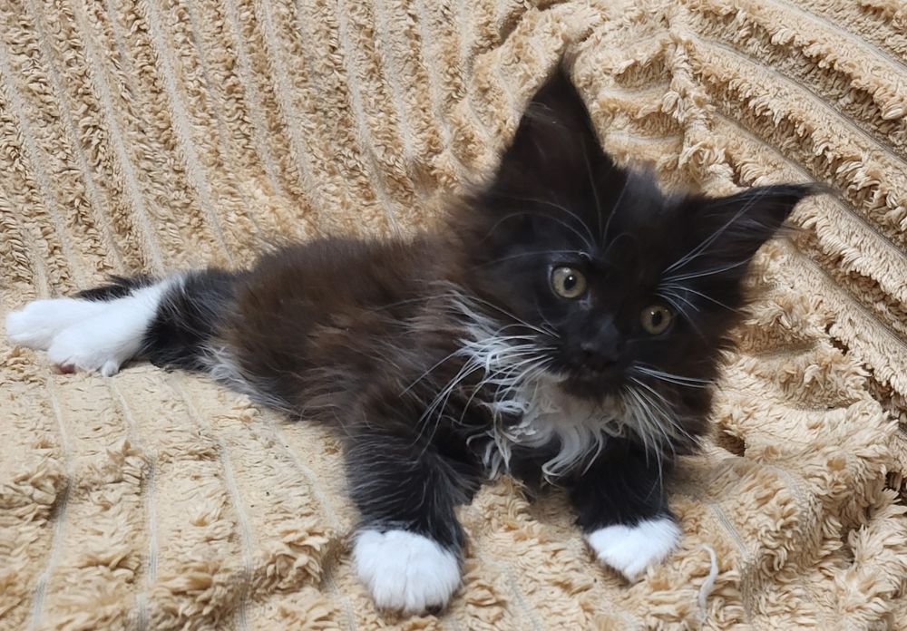 Котята Мейн-кун,питомник