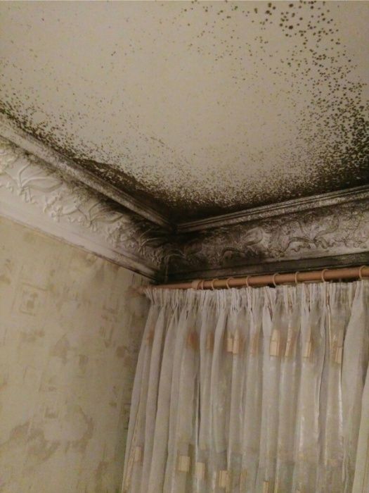 Удаление паров ртути. Уничтожение грибка. Ртуть . Плесень.