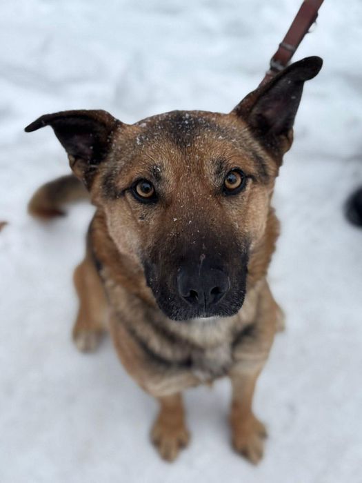 Haker z Canis szuka domu