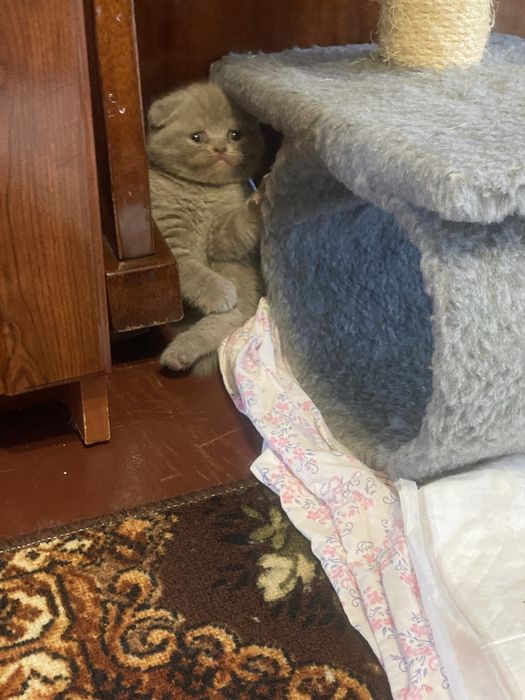 Продам шотландських кошенят
