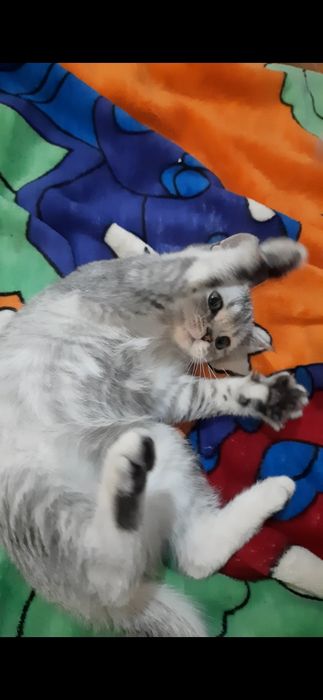 Кошеня хлопчик страйтт