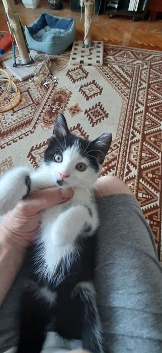 Котик, кошення, безкоштовно