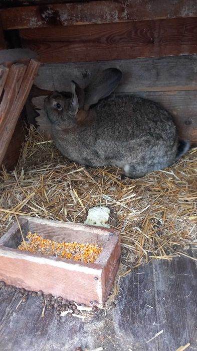 Samica olbrzym belgijski