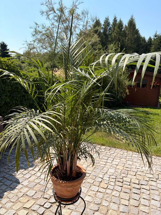 Palma 170cm z ceramiczną doniczką