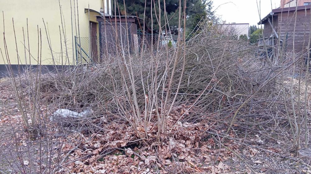 Gałęzie drewno na zrębki lub do palenia