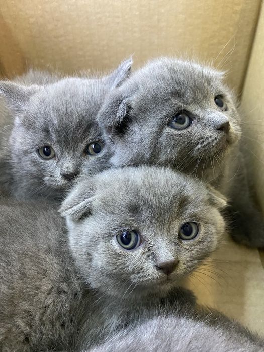 В’язка . Шотландський короткошерстий котик.