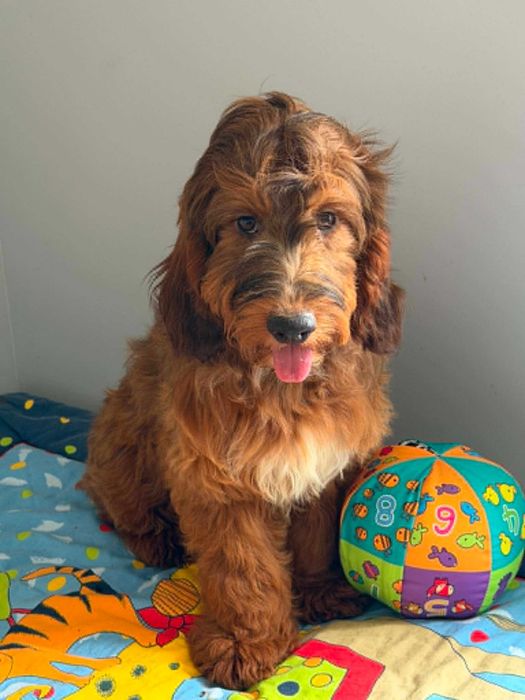 Cockapoo f1 -Cocker spaniel/pudel   -PIES