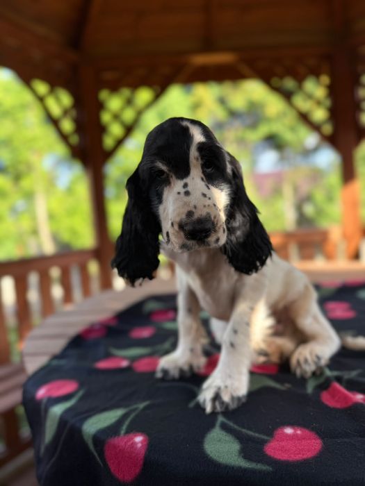 Cocker spaniel angielski Piesek Rodowód
