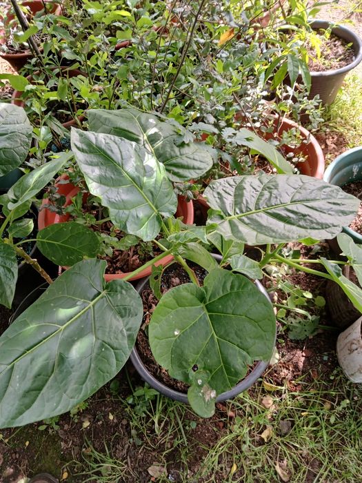 Tamarilho, tomateiro arvório, tomate maracujá, etc.