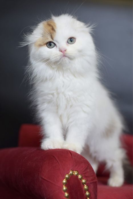 Kot szkocki zwisłouchy WCF