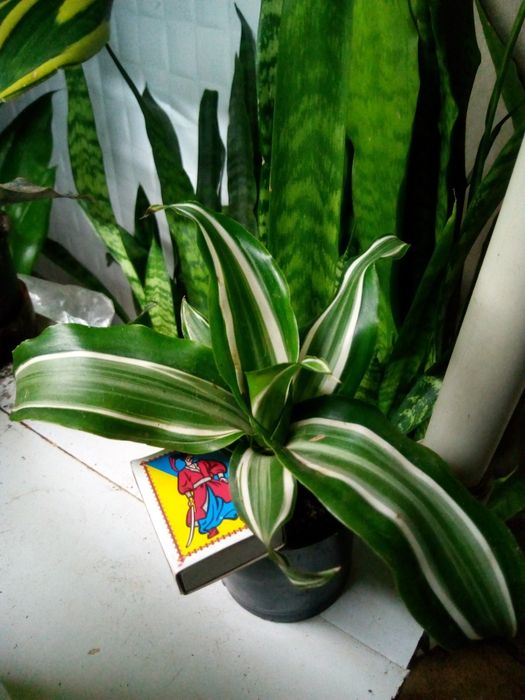 Продам Драцену Сандерса