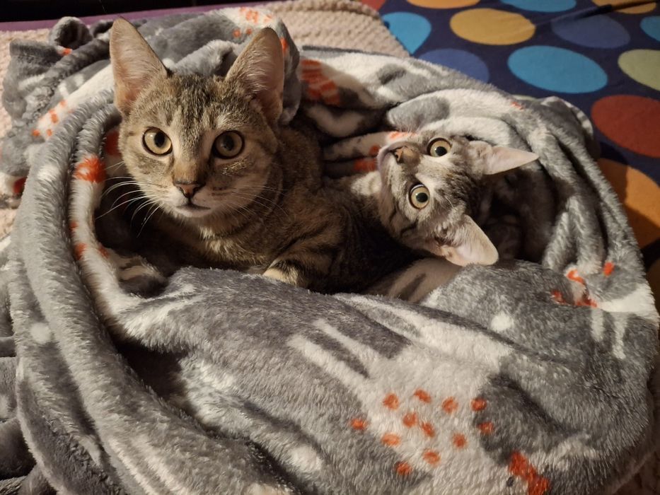 2 kochane przytulaśne kotki do adopcji