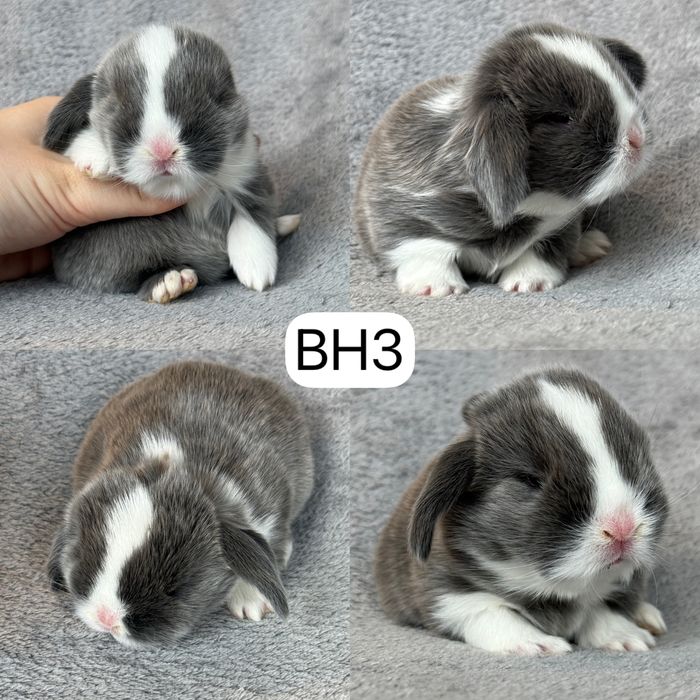 Królik Baranek Miniaturka MINI LOP