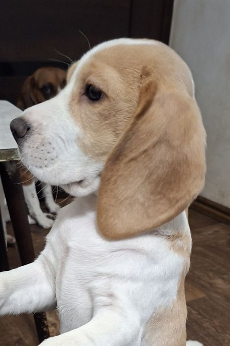 Щенок девочка бигля биколор