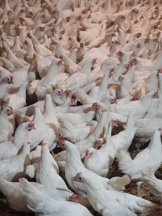 Kury nioski Rosa młode z wolnego wybiegu. Leghorn. Dowóz Gratis.