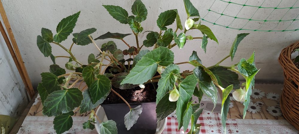 Бегонія іллюмінейшен чи Шардоне