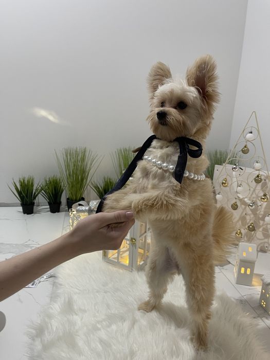 Помапу  чарівні крихітки чекають на вас