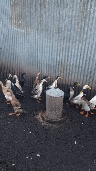 Sprzedam kaczki biegusy