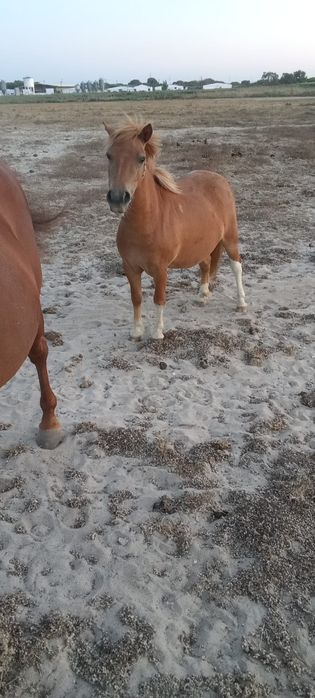 2 póneis fêmea  vende se