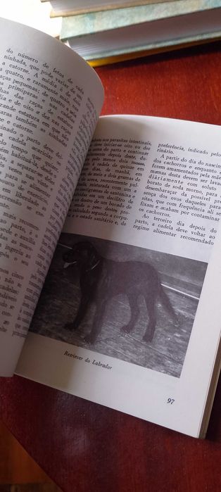 Criação de Cães - Manuel Castelo Branco