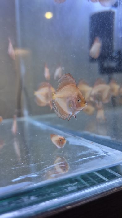 Acara-discus  novos