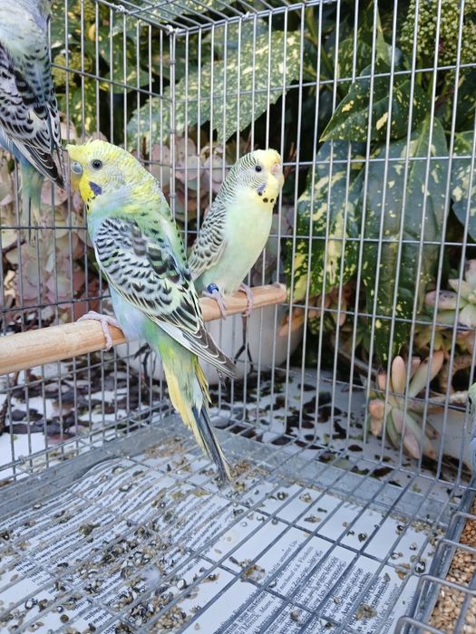 Periquitos Várias Mutações