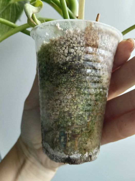 Філодендрон Биркін, продаж обмін