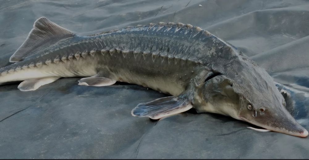 Продам риба осетр фермерский для пруда