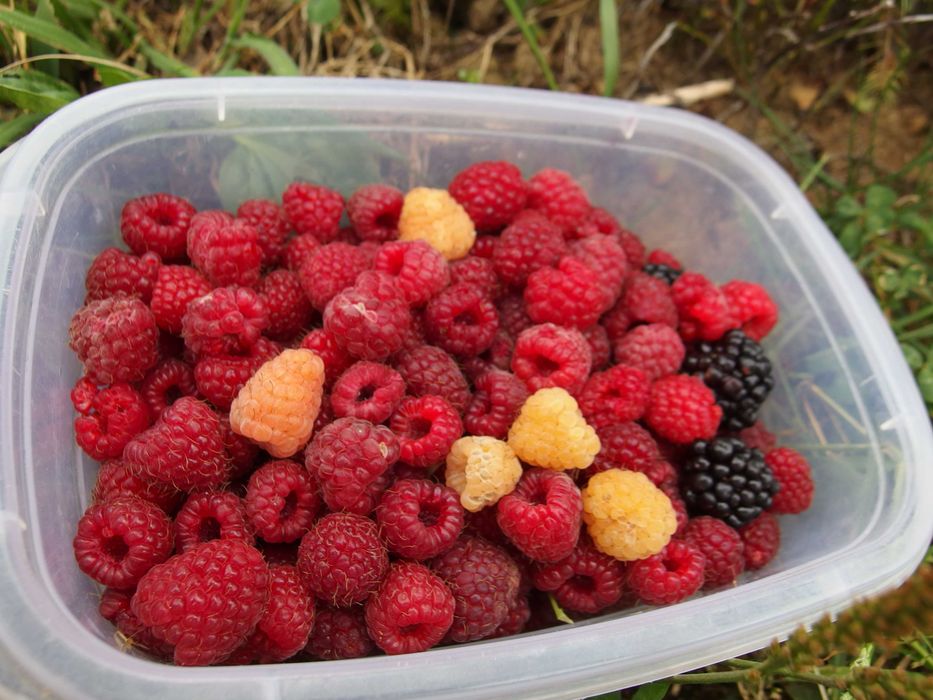 дерево-сад, яблуня, слива на дичці/саджанці/прищепи живці дерев