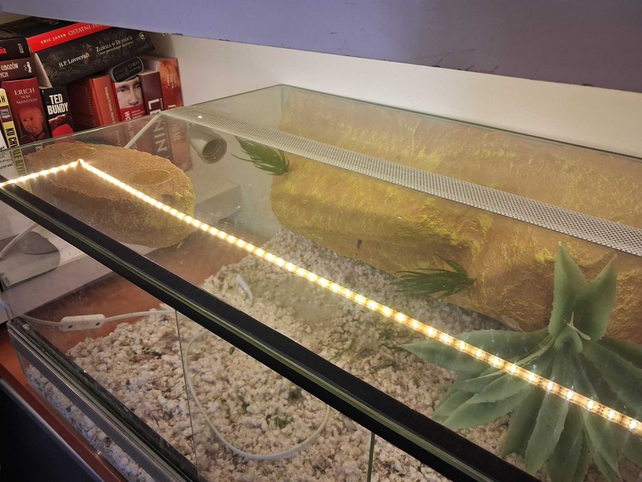 Terrarium szklane dla agamy brodatej lub innej odmany