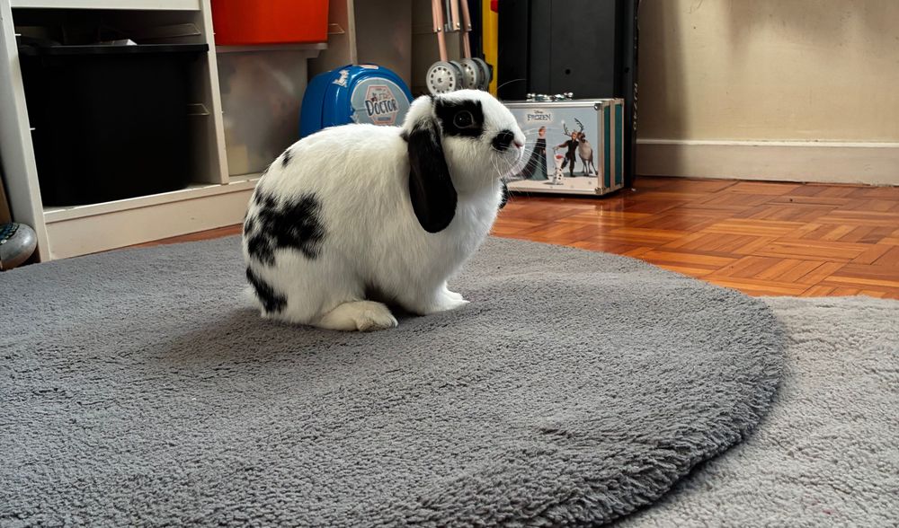 Procuro uma nova família para os meus 2 coelhinhos