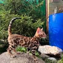 Kocurek Bengalski gotowy do odbioru Rodowód FPL/FIFE
