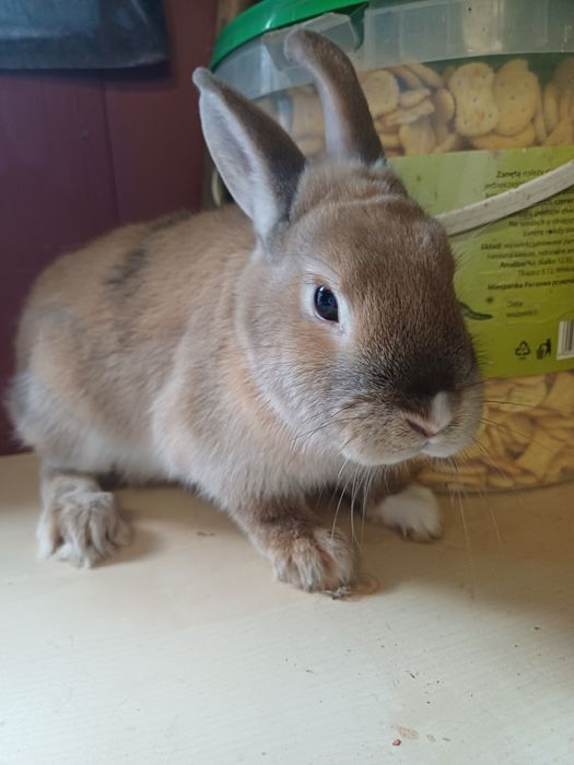 Sprzedam króliczka miniaturkę samiczka