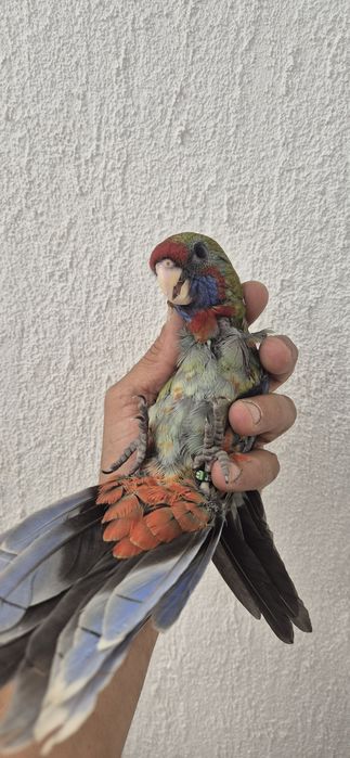 Aves domesticadas