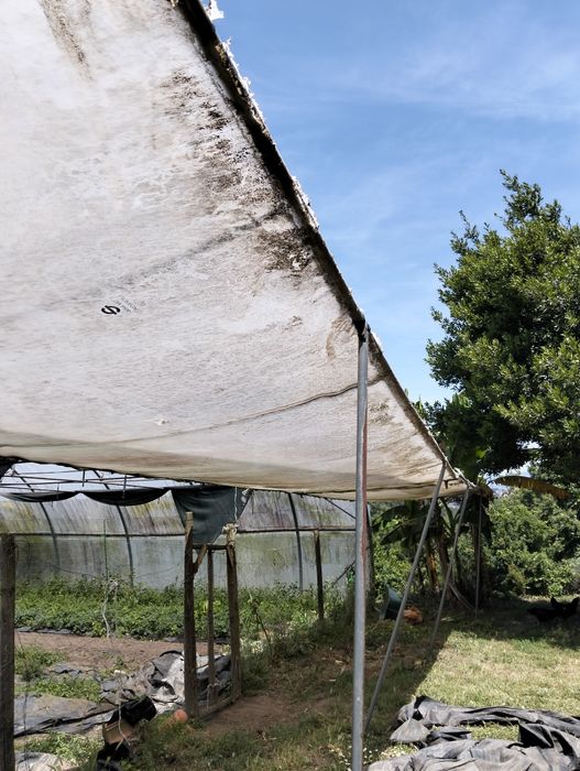 Estufa túnel com 50x 12 m