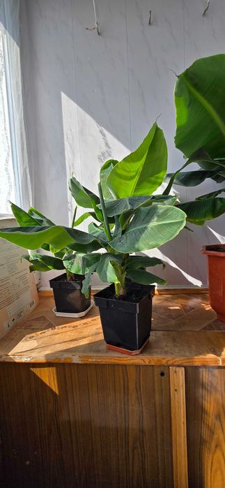 Кімнатна рослина Кімнатний банан