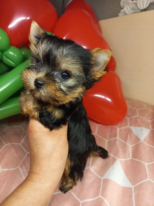 Міні хлопчики і дівчинка Йорк