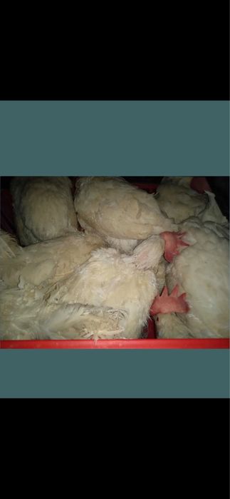 Кури Несучки Ломан Сенді