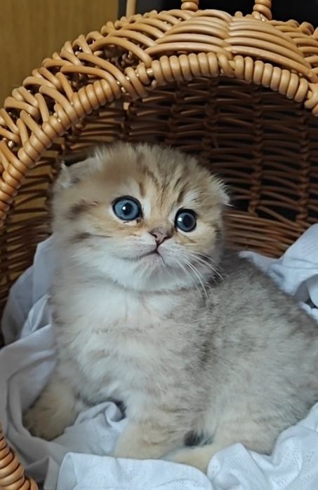 Висловухі золоті шиншили