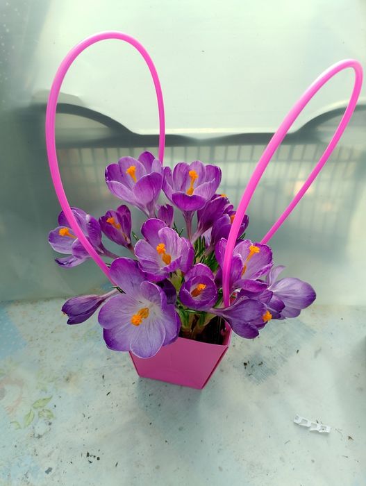 Крокуси й Гіацинт на 8 березня