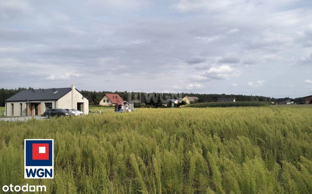 Tania działka pod Golubiem-Dobrzyniem