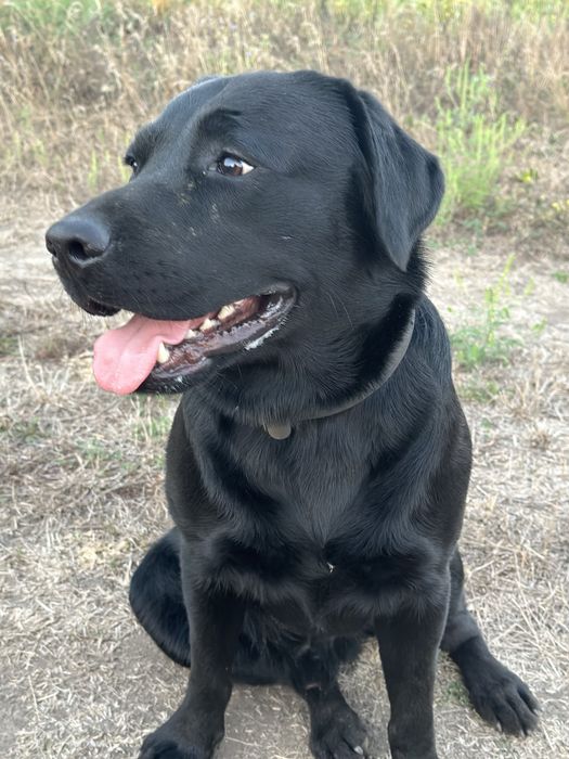 Шукаємо дівчинку лабрадора для спарювання