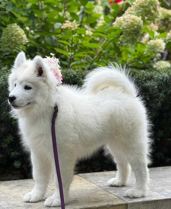SAMOYED szczeniak suczka ZKwP