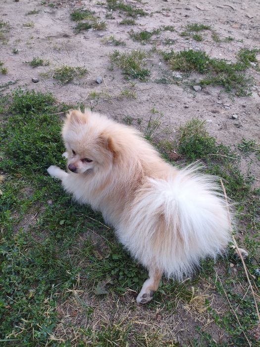 вязка померанського шпица